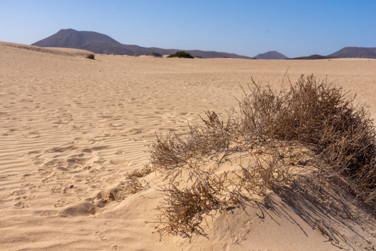 fuerteventura latnivalo dune